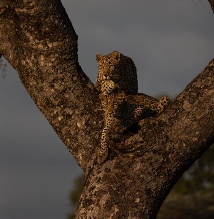 Leopard Hills Private Game Reserve เขตอนุรักษ์พันธุ์สัตว์ป่าซาบีแซนด์ ภายนอก รูปภาพ