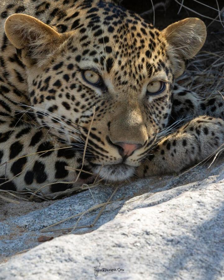 Leopard Hills Private Game Reserve เขตอนุรักษ์พันธุ์สัตว์ป่าซาบีแซนด์ ภายนอก รูปภาพ