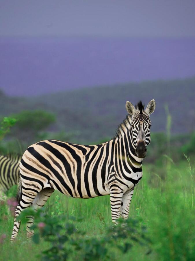 Leopard Hills Private Game Reserve เขตอนุรักษ์พันธุ์สัตว์ป่าซาบีแซนด์ ภายนอก รูปภาพ