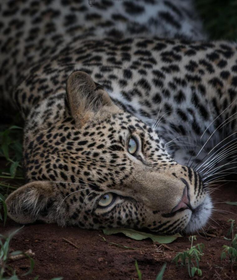Leopard Hills Private Game Reserve เขตอนุรักษ์พันธุ์สัตว์ป่าซาบีแซนด์ ภายนอก รูปภาพ