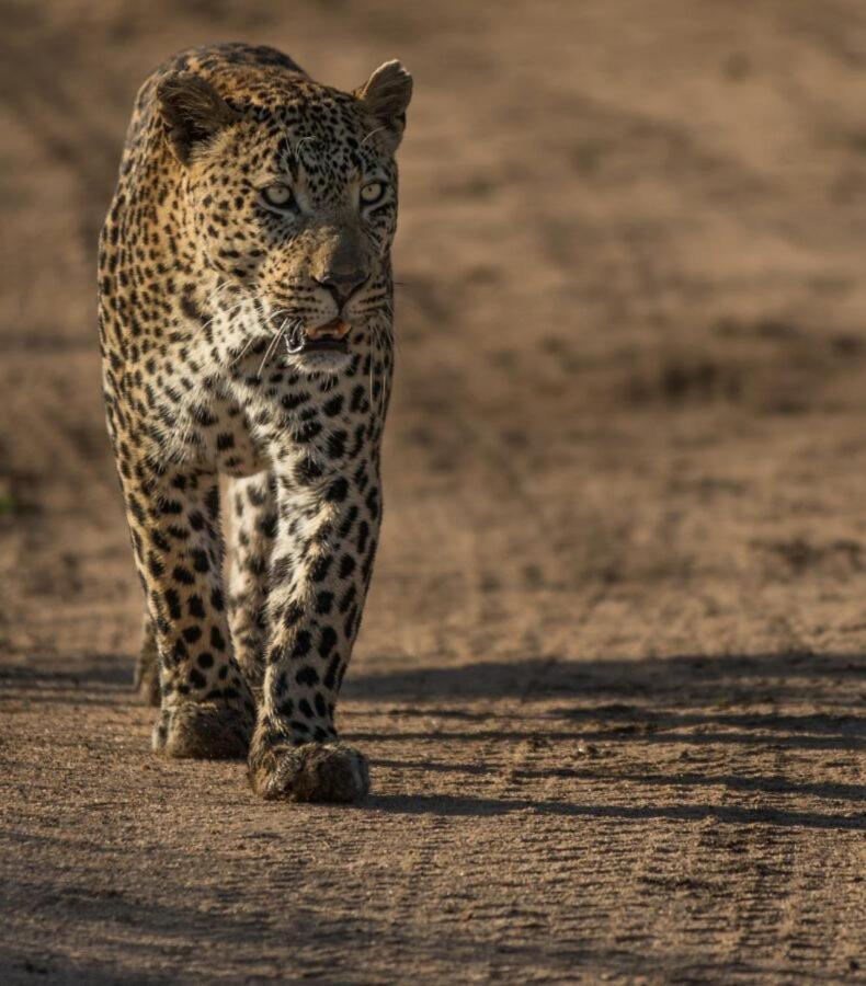 Leopard Hills Private Game Reserve เขตอนุรักษ์พันธุ์สัตว์ป่าซาบีแซนด์ ภายนอก รูปภาพ
