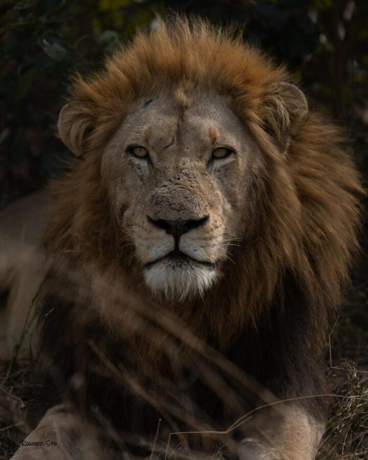 Leopard Hills Private Game Reserve เขตอนุรักษ์พันธุ์สัตว์ป่าซาบีแซนด์ ภายนอก รูปภาพ