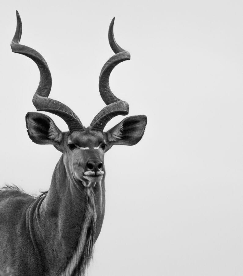 Leopard Hills Private Game Reserve เขตอนุรักษ์พันธุ์สัตว์ป่าซาบีแซนด์ ภายนอก รูปภาพ